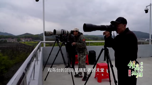 大美中国 候鸟北归丨苍鹭“衔”来的村庄
