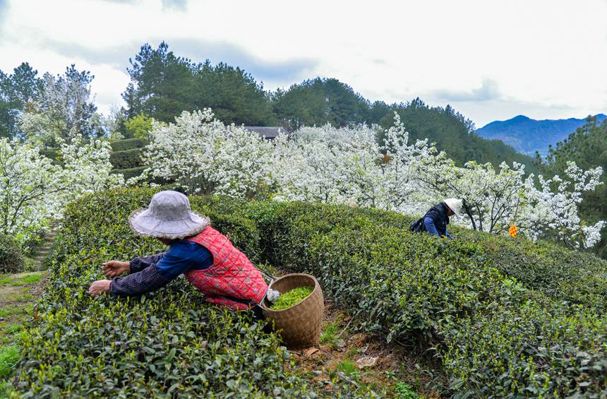 【城市远洋】重庆：春回暖 茶飘香 茶农采茶忙_fororder_LOCAL1680132334409PKWCVQW5YB
