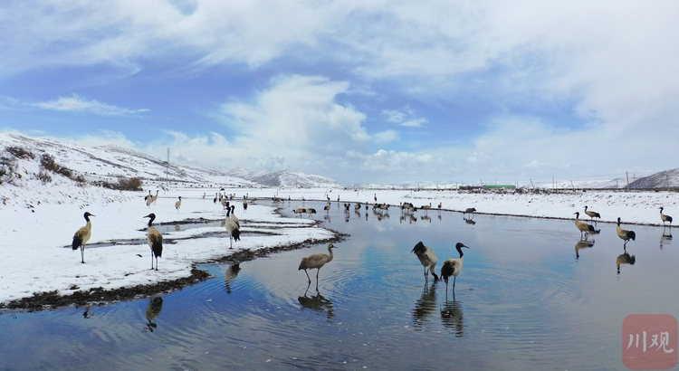 （转载）春回鸟归，红原湿地一片闹热
