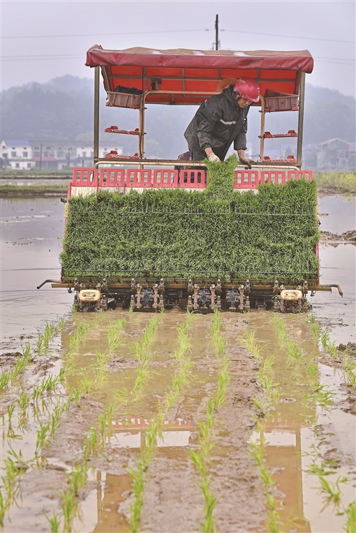 湖南浏阳：机械插秧 早稻下田_fororder_1