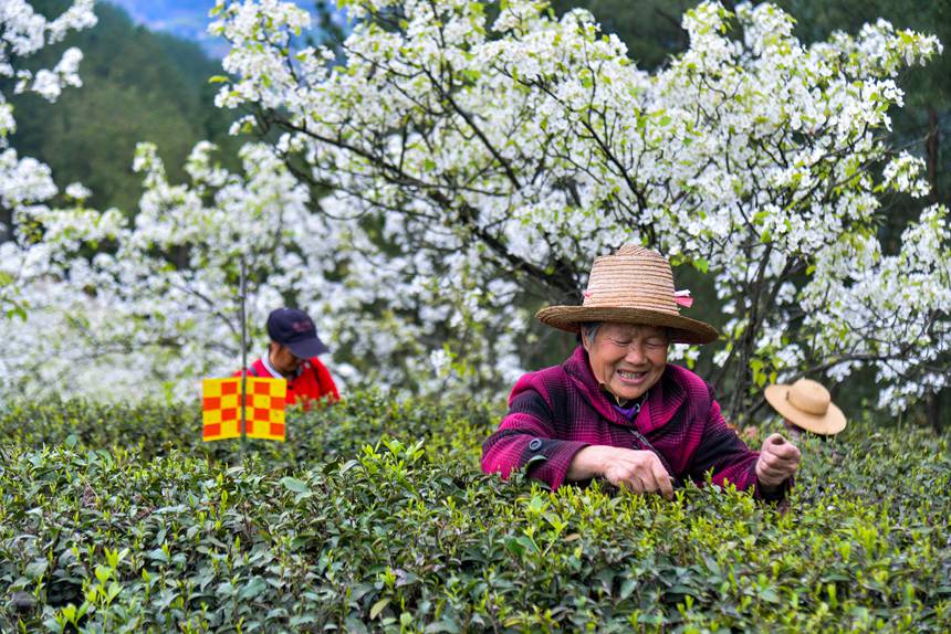 【城市远洋】重庆：春回暖 茶飘香 茶农采茶忙_fororder_LOCAL1680132334382GPT0218W8A