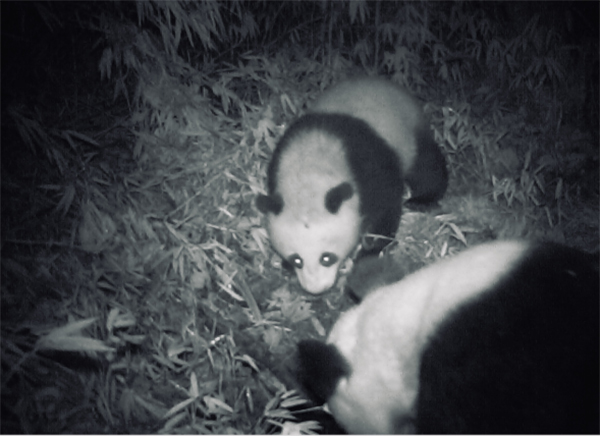 大熊猫国家公园成都片区都江堰区域拍摄到野生大熊猫母子同框画面_fororder_未标题-2