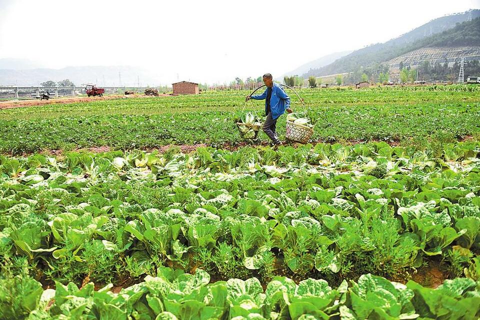 大理州巍山县1.39万亩蔬菜丰收_fororder_8ca2
