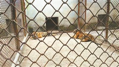 动物园遇虎袭游客家属委托6律师协商 提多点质疑