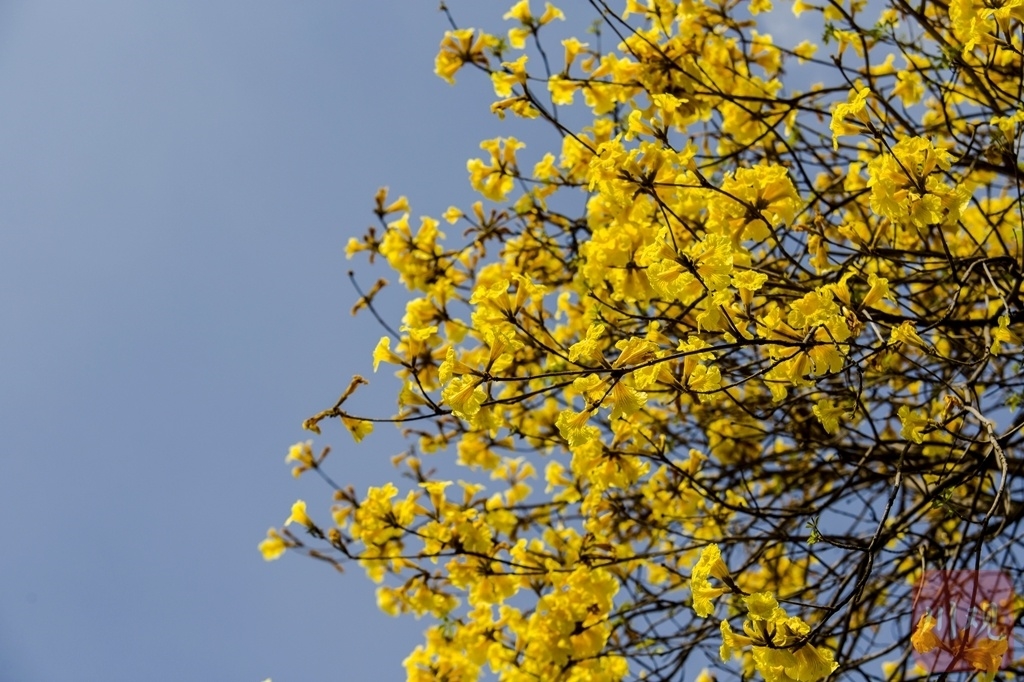 （转载）＃你好·春天# 黄花风铃木如约绽放