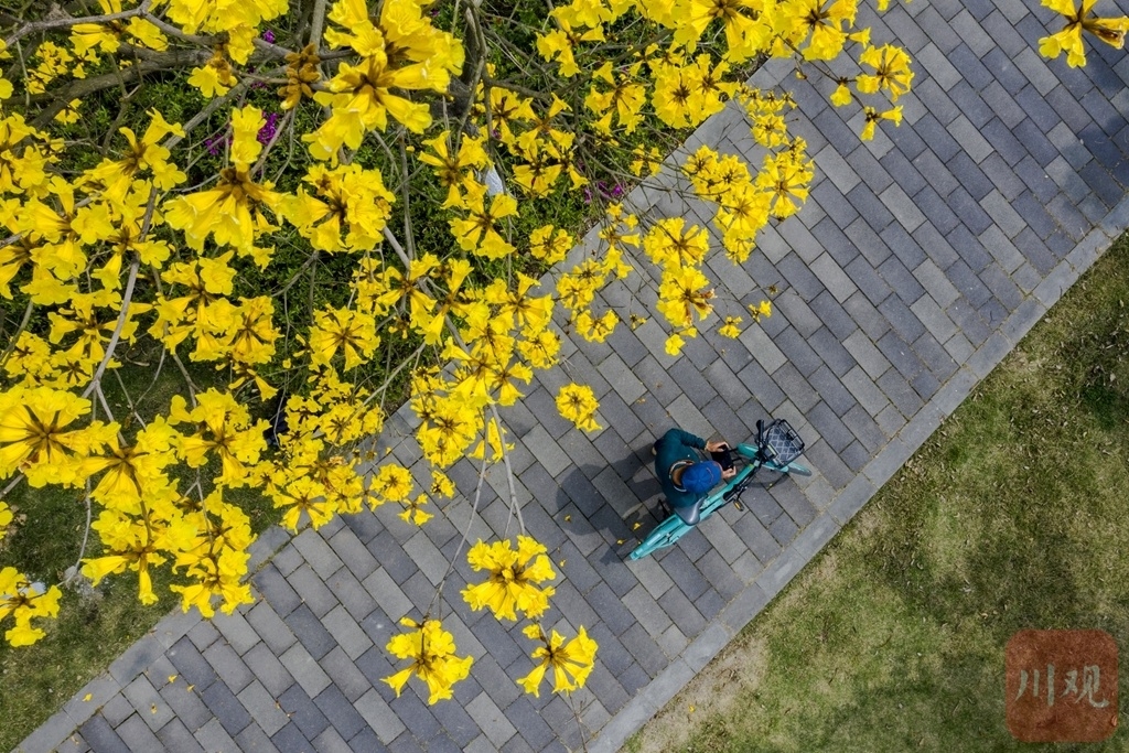 （转载）＃你好·春天# 黄花风铃木如约绽放