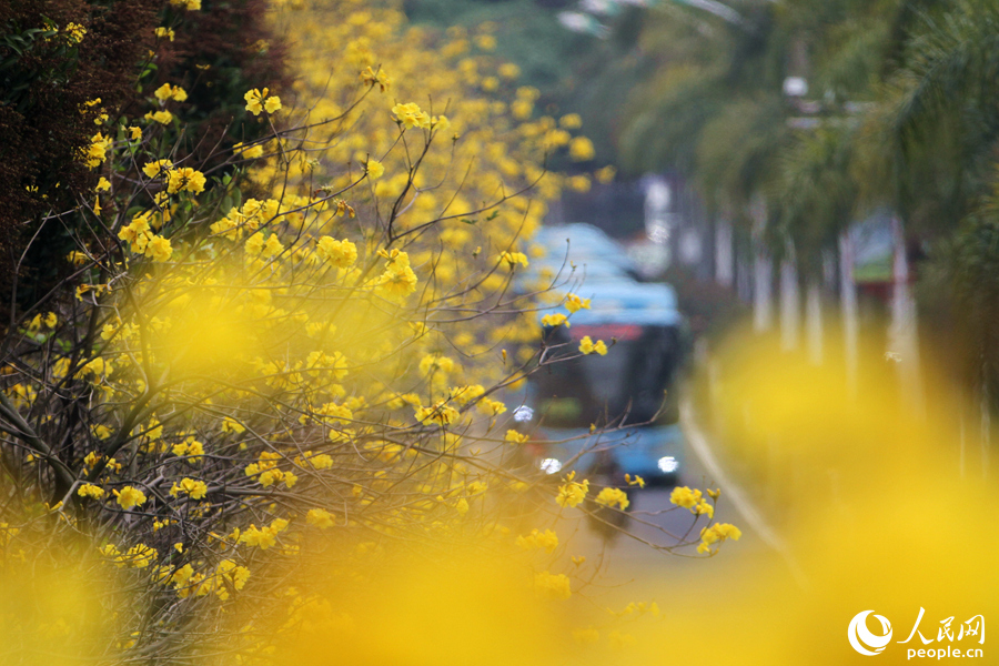 厦门：半城黄花醉人眼