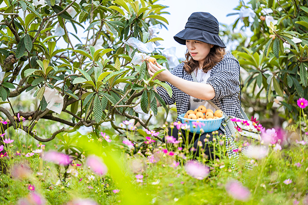 （张）自贡贡井：建设镇已枇杷飘香 五一假期何必远方_fororder_3游客采摘枇杷现场（摄影-廖志全）