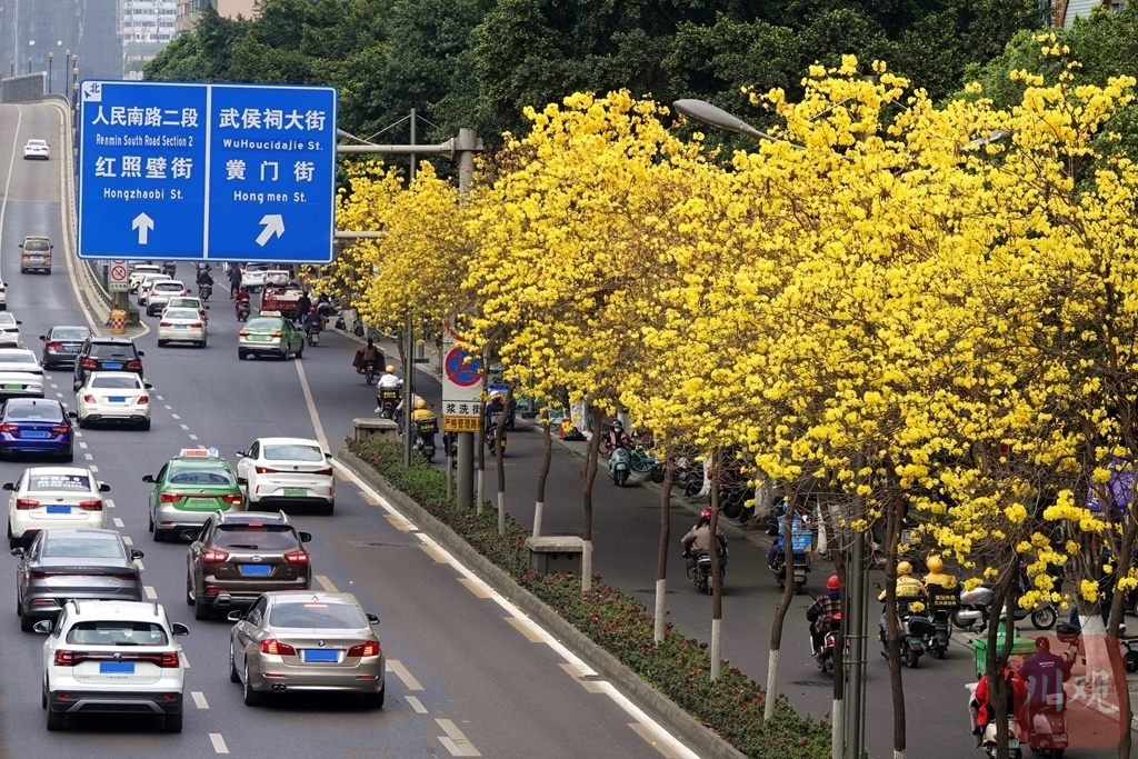 （转载）＃你好·春天# 黄花风铃木如约绽放