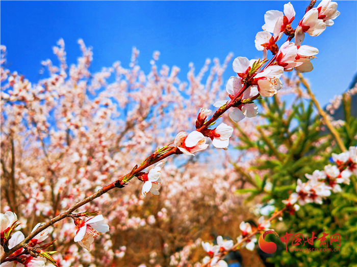 【轮播图】平凉华亭：桃花山上桃花开