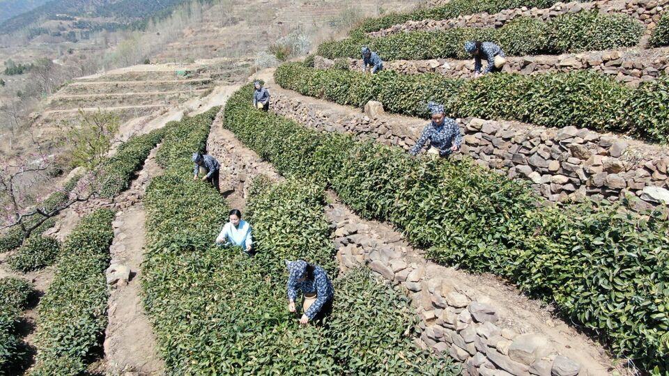 临沂：沂蒙春茶开采啦！