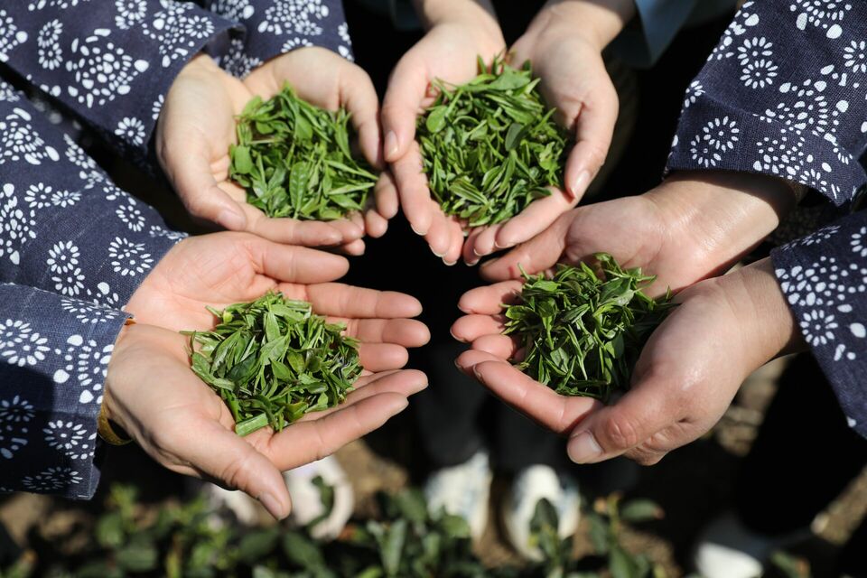 临沂：沂蒙春茶开采啦！