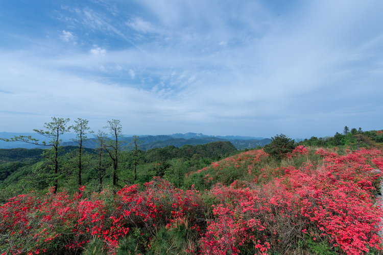 张家界有座杜鹃山_fororder_DSC_0324.JPG