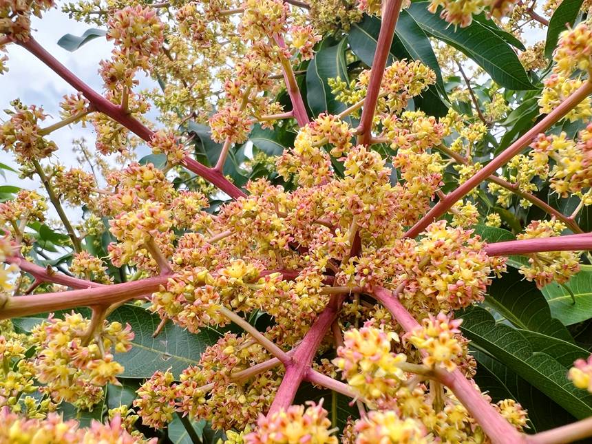 广西西林：芒果花开春满城