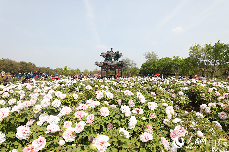 山东菏泽：牡丹竞相绽放 赏花正当时_fororder_1