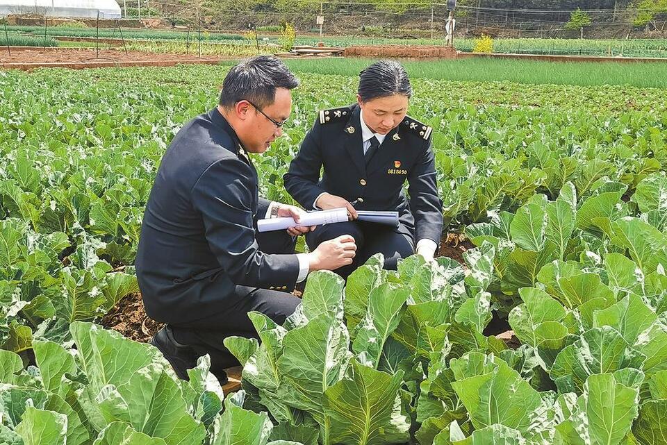 今年一季度云菜出口量同比增长26.8%_fororder_4345