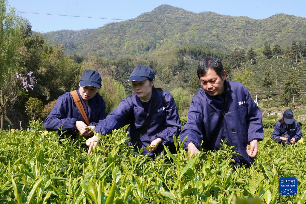 安徽黄山：太平猴魁开采在即