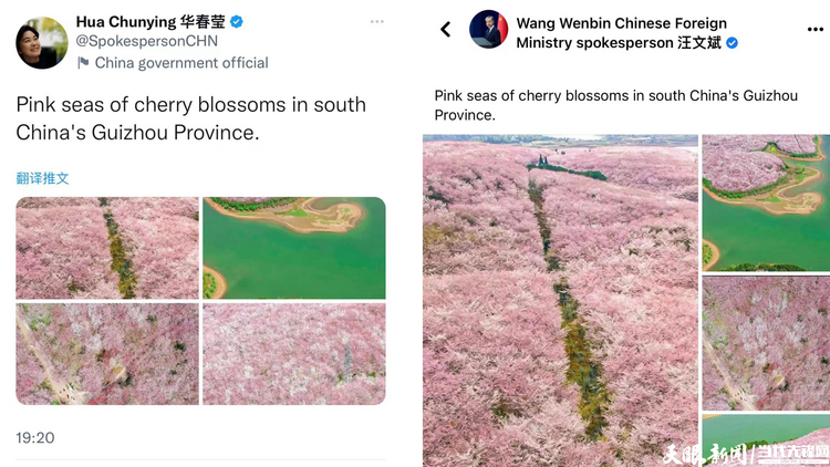 凭借生态美出圈！华春莹、汪文斌盛赞贵州樱花
