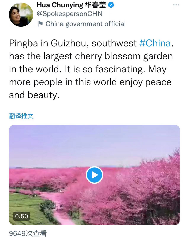 凭借生态美出圈！华春莹、汪文斌盛赞贵州樱花