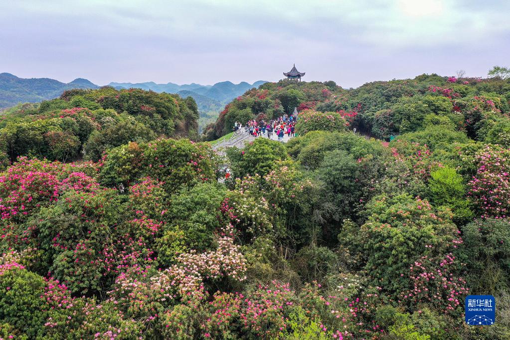 百里杜鹃迎来盛花期