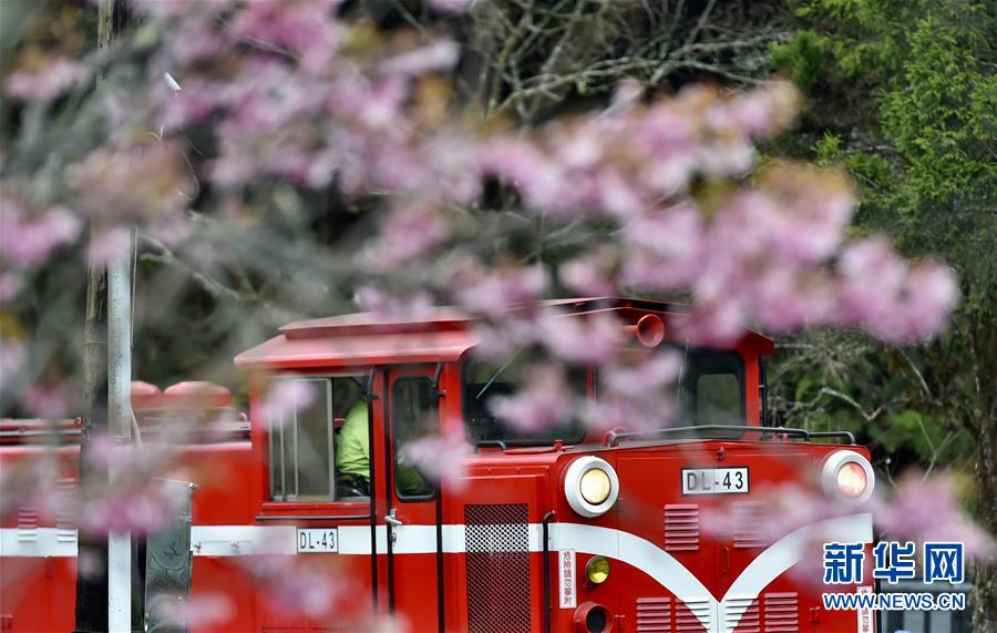 阿里山迎来赏花季