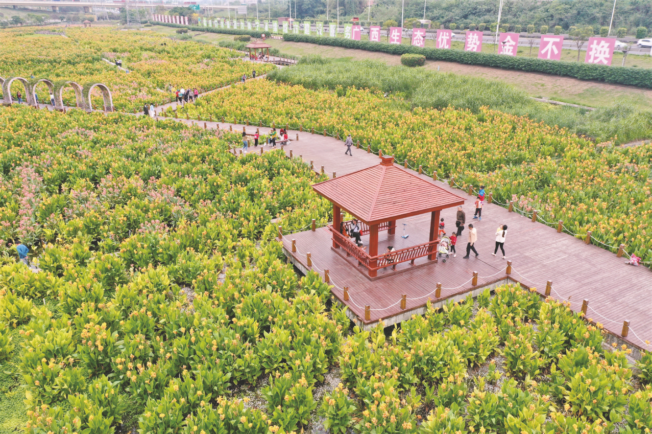 南宁：美人蕉花开那考河南湖花海等你来