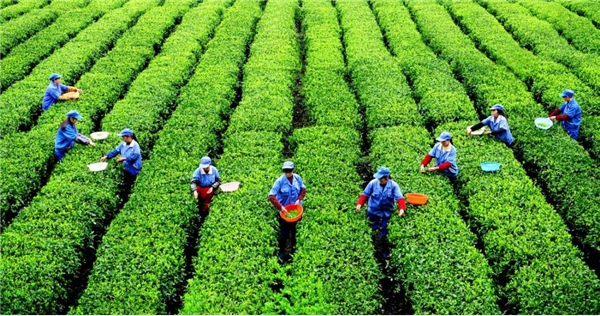 重庆秀山钟灵镇：以茶兴旅促发展_fororder_图片1