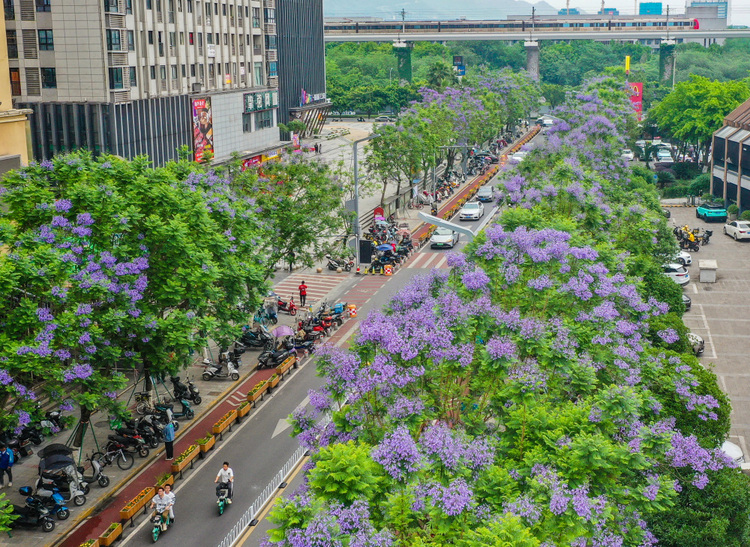 图片新闻|蓝花楹开 浪漫街头
