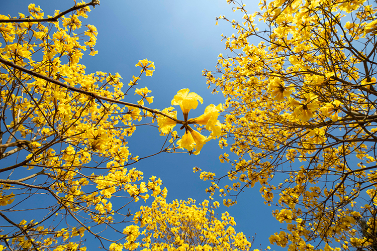 简阳：“金”艳来袭！ “赏花经济”解锁乡村振兴“新视角”_fororder_微信图片_20230413100436