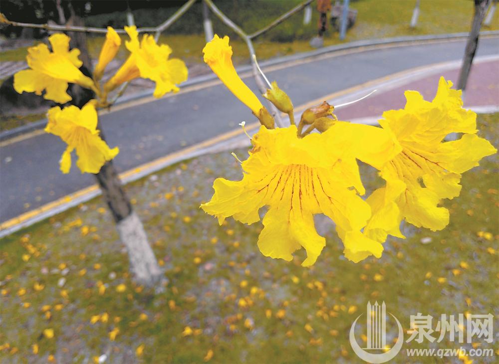 泉州：一树金铃系 朵朵自为春