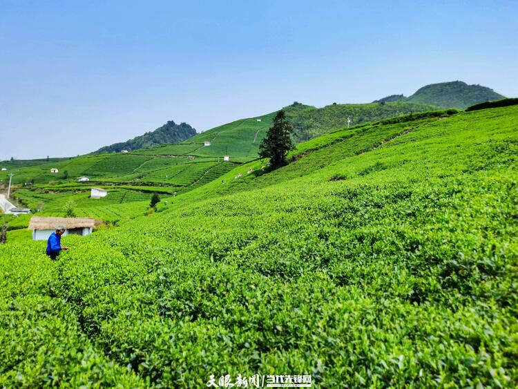 黔南贵定：茶旅融合助力乡村振兴