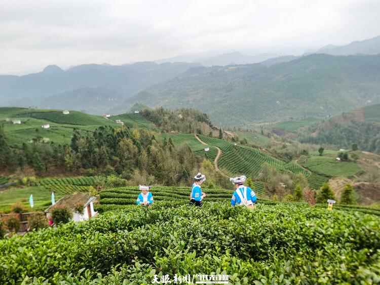 黔南贵定：茶旅融合助力乡村振兴