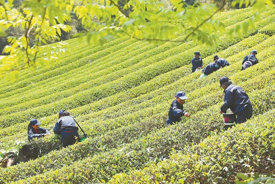南平建阳：生态茶园采茶忙_fororder_e7aa0a45-7987-4ccc-92d1-da8a66a864f8