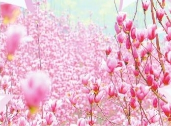 以花为媒 以节造势 以花兴旅 萍乡为乡村振兴“锦上添花”_fororder_2