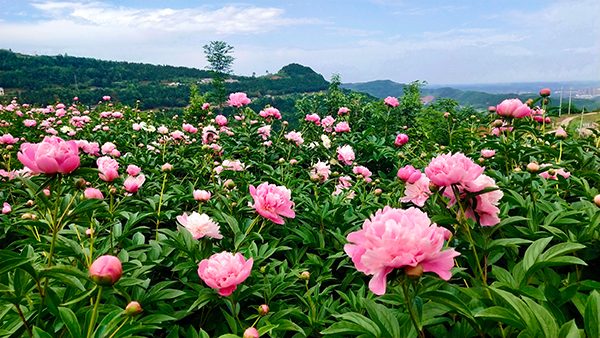 （张）德阳中江县集凤镇：芍药“金招牌”助推文旅“出圈”_fororder_芍药竞相开放