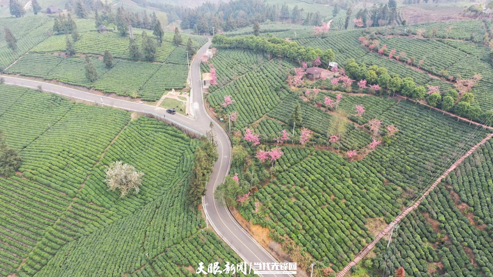（中首）贵州普安：万亩茶山景色美茶旅融合谱新篇