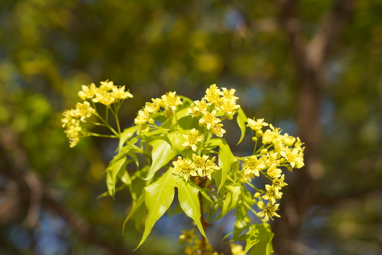 “枫”花正茂 惹人醉_fororder_DSC00529.JPG