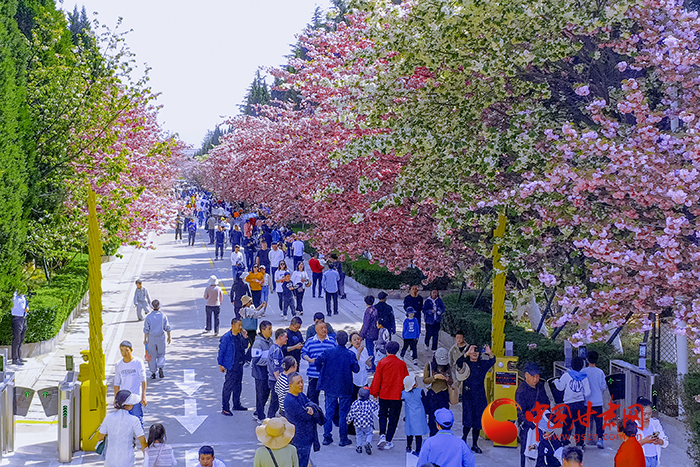 【轮播图】最美四月天 陇南金徽开启“赏花模式”_fororder_4