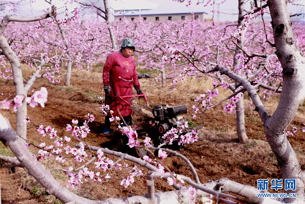 河北曲阳：春暖桃花开_fororder_1129525377_16815243442821n