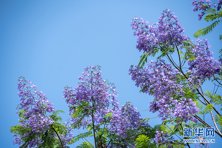 【城市远洋】重庆夏日专属浪漫：当城市轨道列车穿越蓝花楹