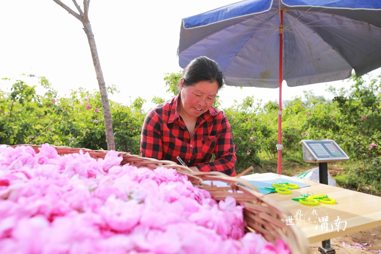 陕西渭南：玫瑰花开采收忙_fororder_图片2