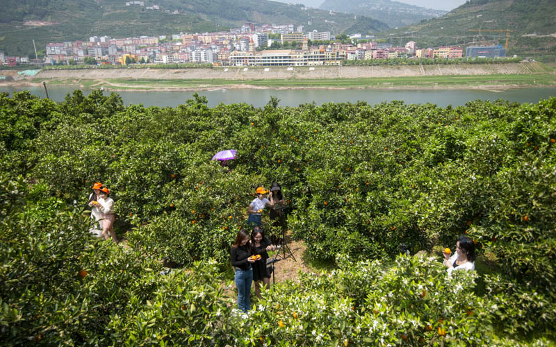 湖北秭归：“数商兴农”撬动乡村振兴新支点