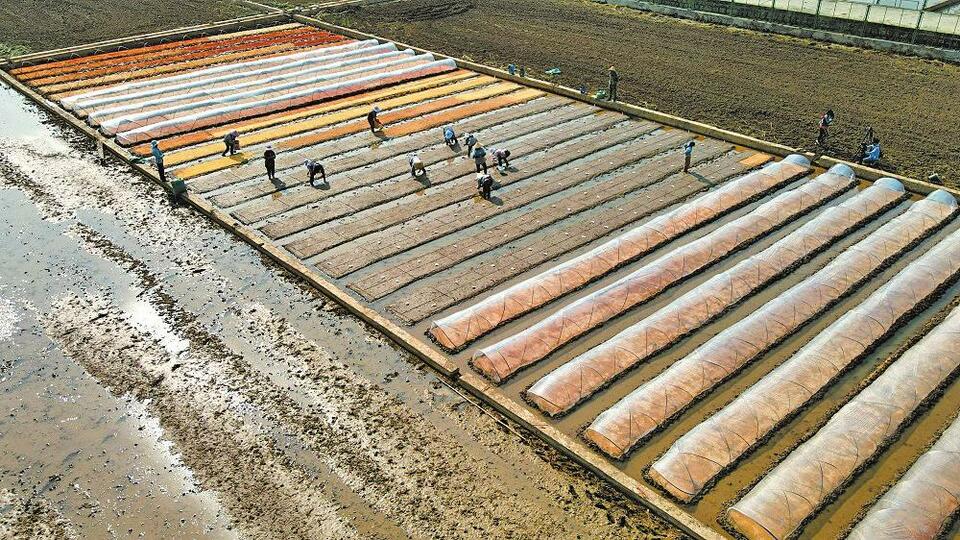 保山施甸县520亩水稻两用核不育系繁育基地开播_fororder_7bf
