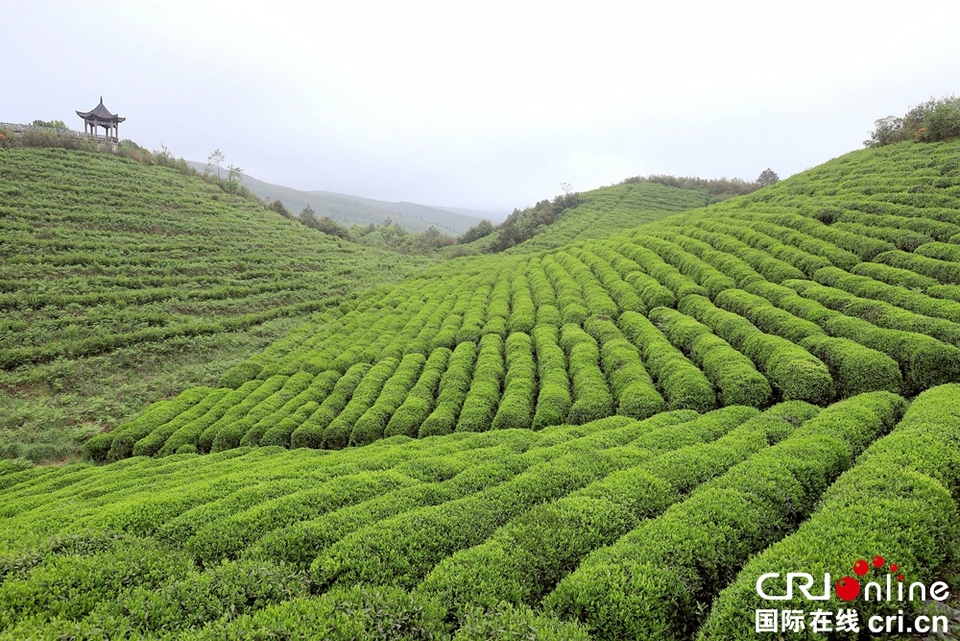贵州都匀：茶旅融合助推毛尖茶产业高质量发展_fororder_微信图片_20230421092804