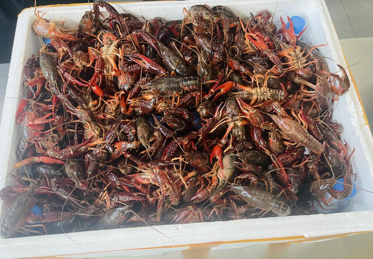 湖南小龙虾打飞的去金边 机场物流助力湖南特产“鲜味”直达_fororder_图片15