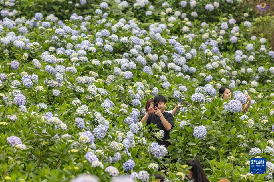 重庆巴南：绣球花开迎客来