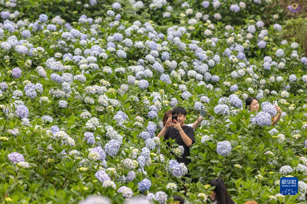 重庆巴南：绣球花开迎客来
