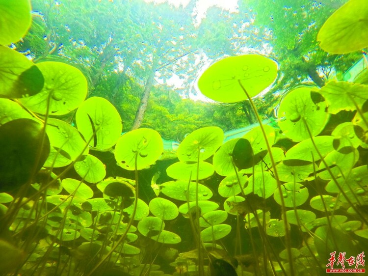 湖南：生物多样 我们守护