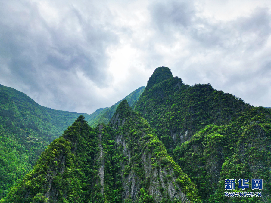 五里坡保护区发现重庆兰科植物新记录属