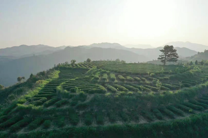 泉州安溪启动2023年铁观音春茶季系列活动_fororder_图片8